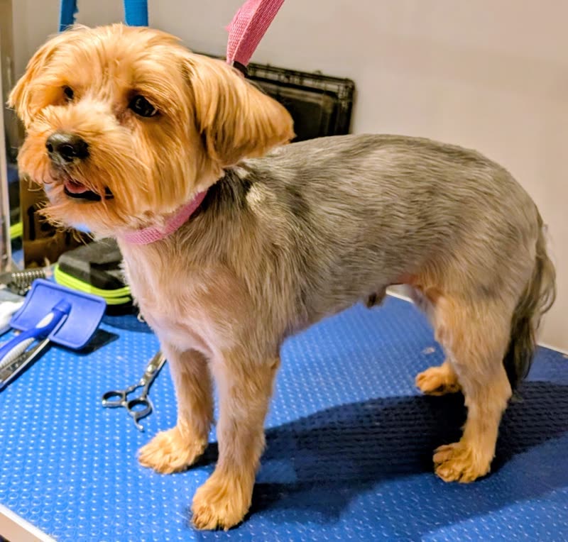 A small terrier-cross standing on a blue non-slip grooming table after its clip, scissors and slicker brush alongside
