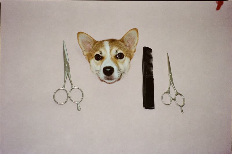 Grooming scissors, clippers, comb and brush laid out ready