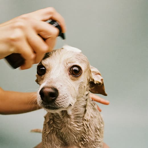 A small dog being lathered in the bath during a wash