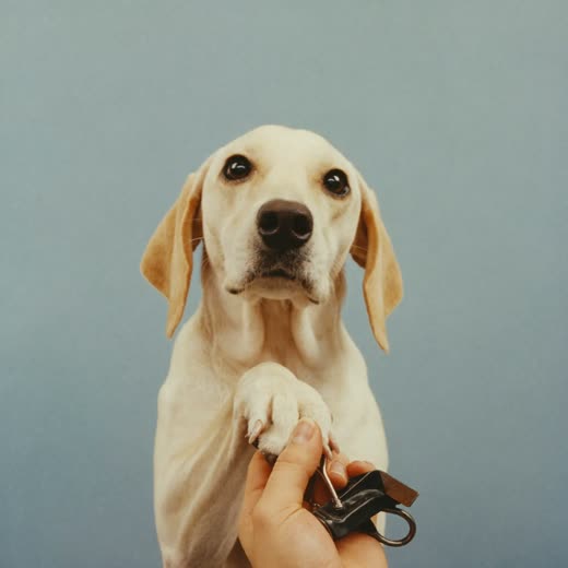 A dog's paw held for a nail trim