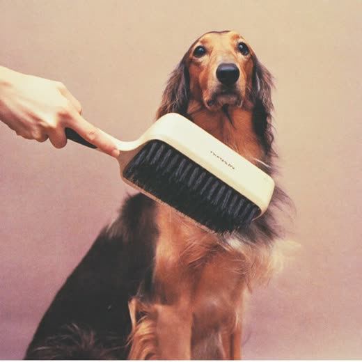 A long-haired dog being brushed out with a slicker brush