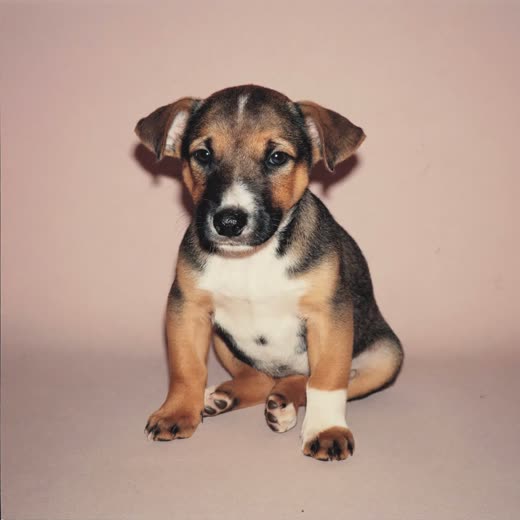 A small puppy sitting calmly for its groom
